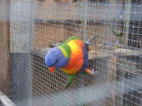 Lost Lory / Lorikeet