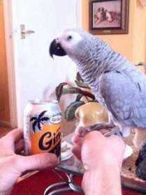 Lost African Grey