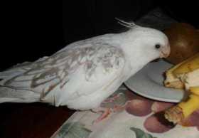 Lost Cockatiel