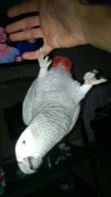 Lost African Grey