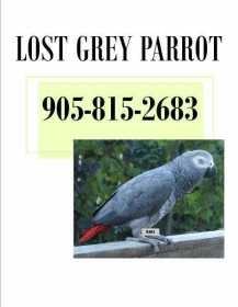 Lost African Grey