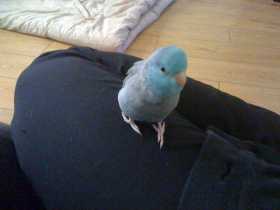 Lost Parrotlet