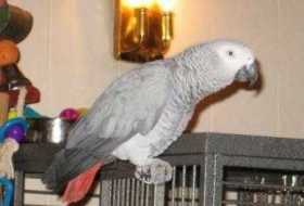 Lost African Grey