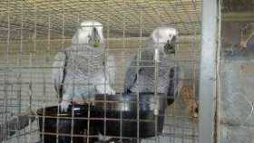 Lost African Grey