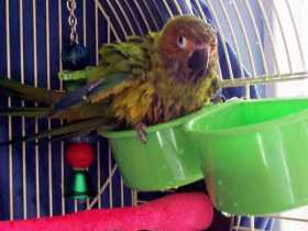 Lost Conure