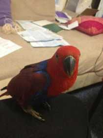 Lost Eclectus