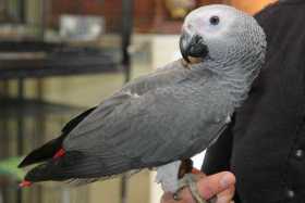 Lost African Grey