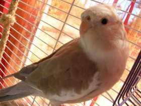 Lost Cockatiel