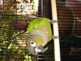 Lost Conure