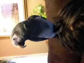 Lost African Grey