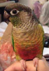 Lost Conure