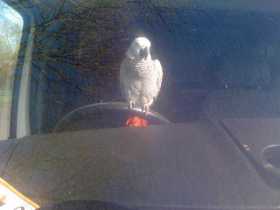 Lost African Grey