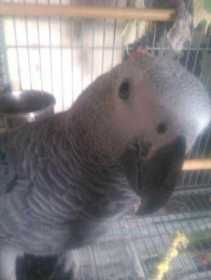 Lost African Grey