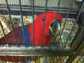 Lost Eclectus