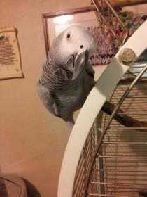 Lost African Grey