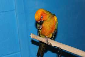 Lost Conure