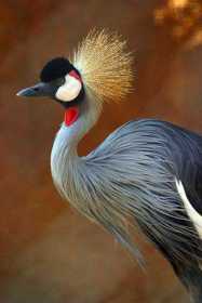 Lost Crowned Crane