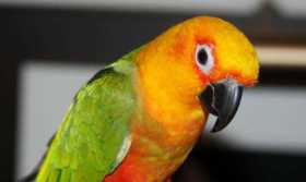 Lost Conure