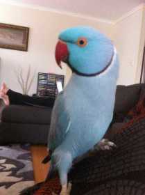 Lost Indian Ringneck Parakeet