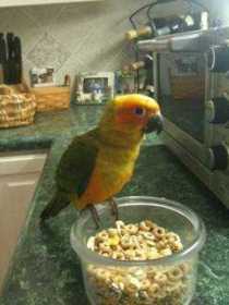 Lost Conure