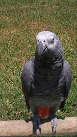 Lost African Grey