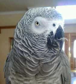 Lost African Grey