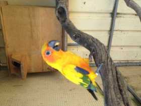 Lost Conure