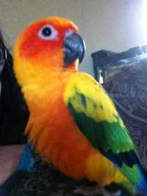 Lost Conure