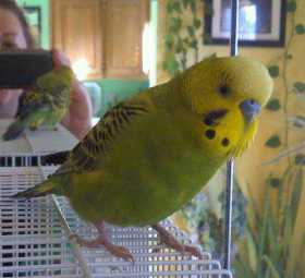 Lost Budgerigar