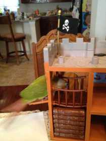 Lost Conure