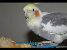 Lost Cockatiel