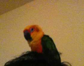 Lost Conure