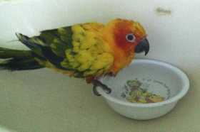 Lost Conure