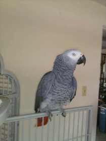 Lost African Grey