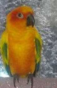 Lost Conure