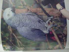 Lost African Grey