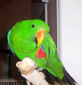 Lost Eclectus