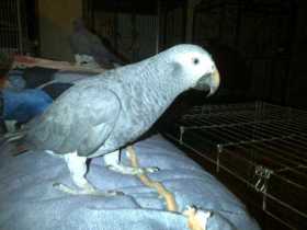 Lost African Grey