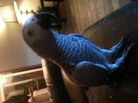 Lost African Grey