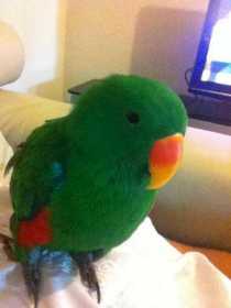 Lost Eclectus