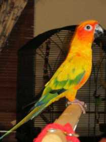 Lost Conure