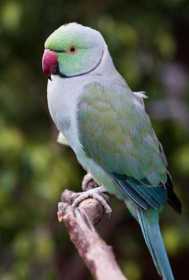 Lost Indian Ringneck Parakeet