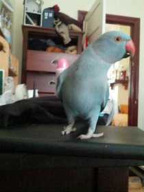 Lost Indian Ringneck Parakeet