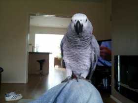 Lost African Grey