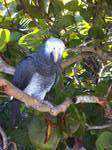 Lost African Grey