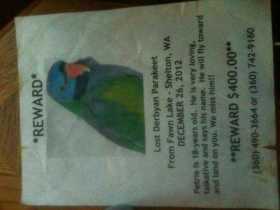 Lost Derbyan Parakeet