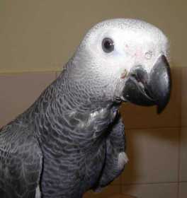 Lost African Grey