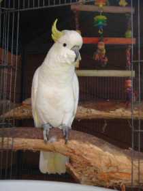 Lost Cockatoo