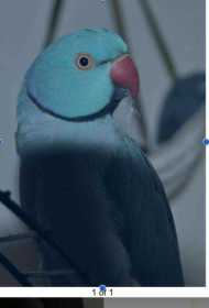 Lost Indian Ringneck Parakeet