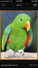 Lost Eclectus